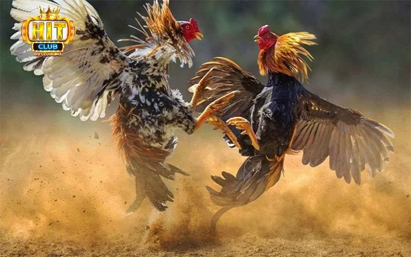 Giới thiệu khái quát đá gà Hitclub